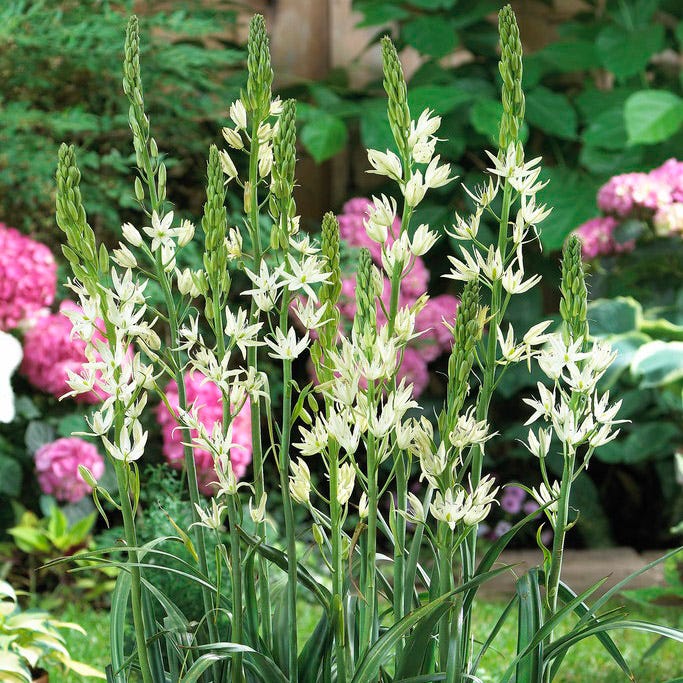 White Camassia Lily