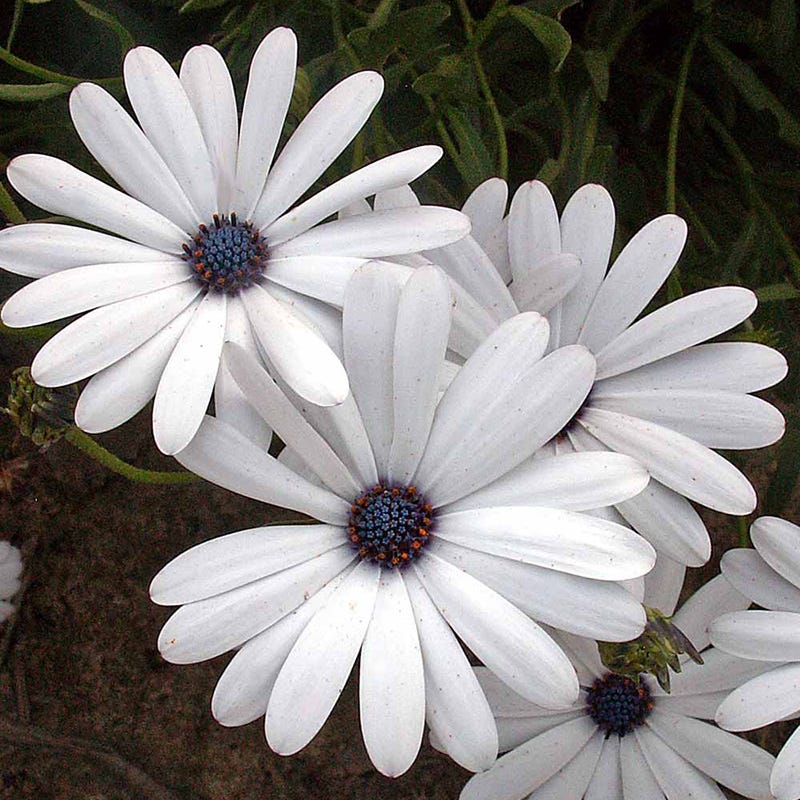 white flower seed mix White Wildflower Seed Mix