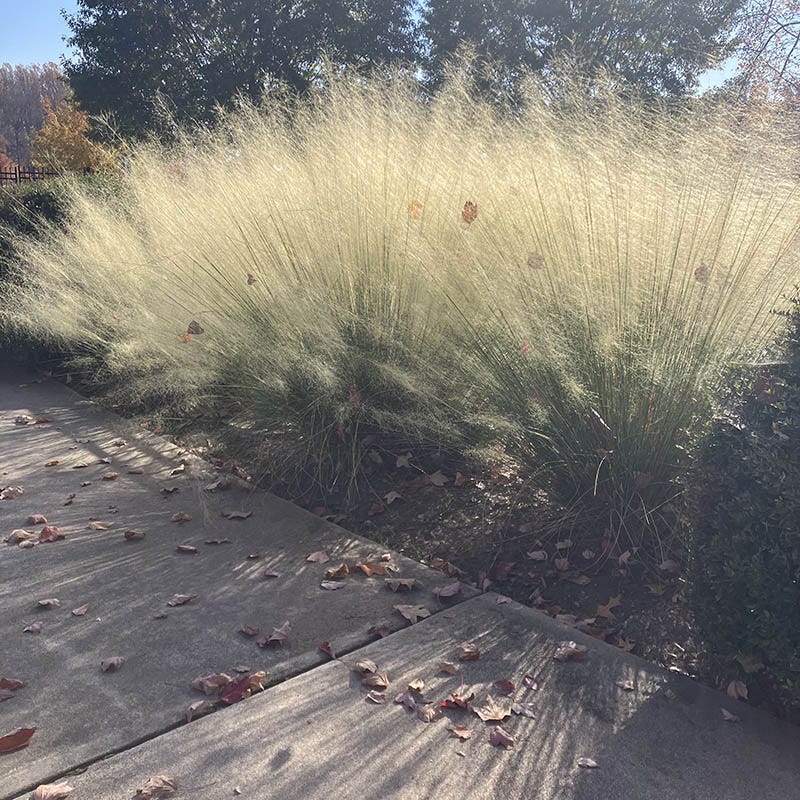 White Cloud Muhly Grass