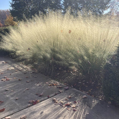 White Cloud Muhly Grass