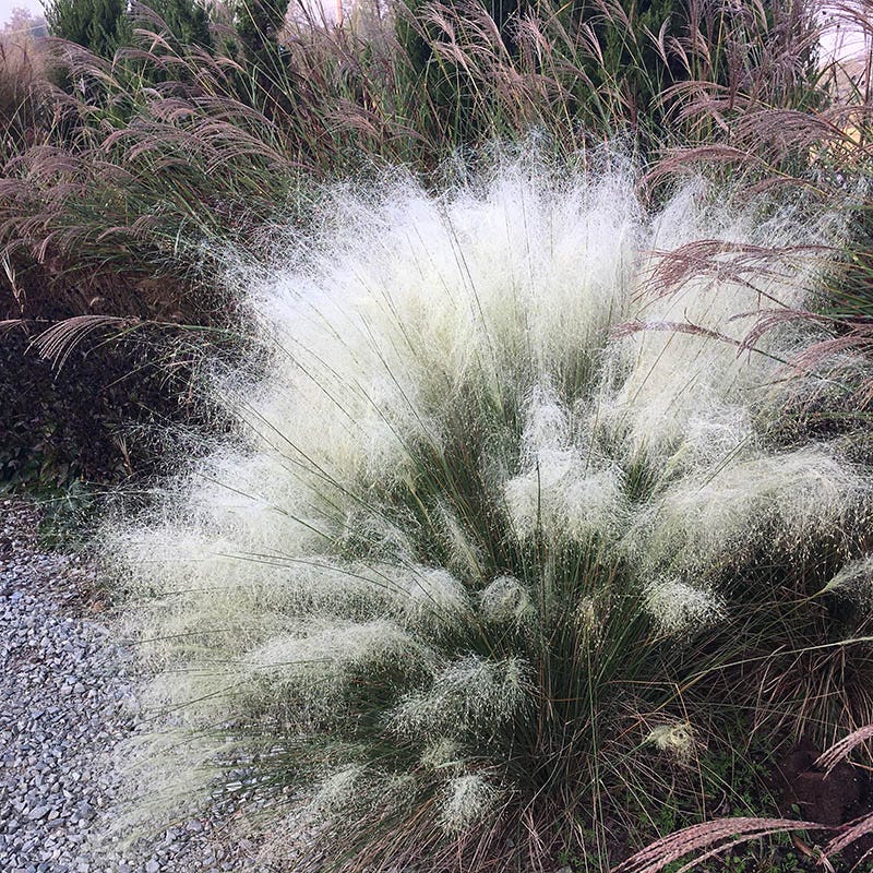 White Cloud Muhly Grass