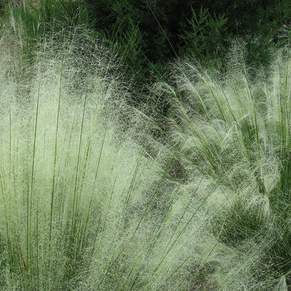 White Cloud Muhly Grass