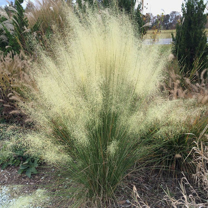 White Cloud Muhly Grass