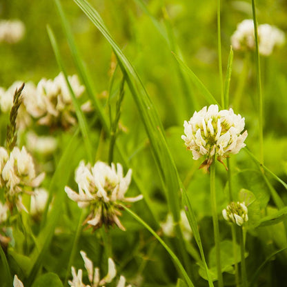 White Clover Seeds