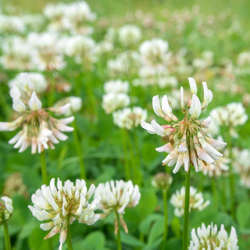 planting white clover seed 25 lb White Clover Seeds