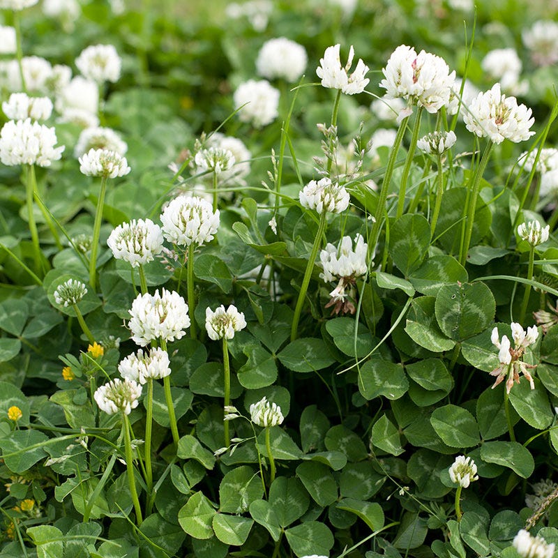 White Clover Seeds