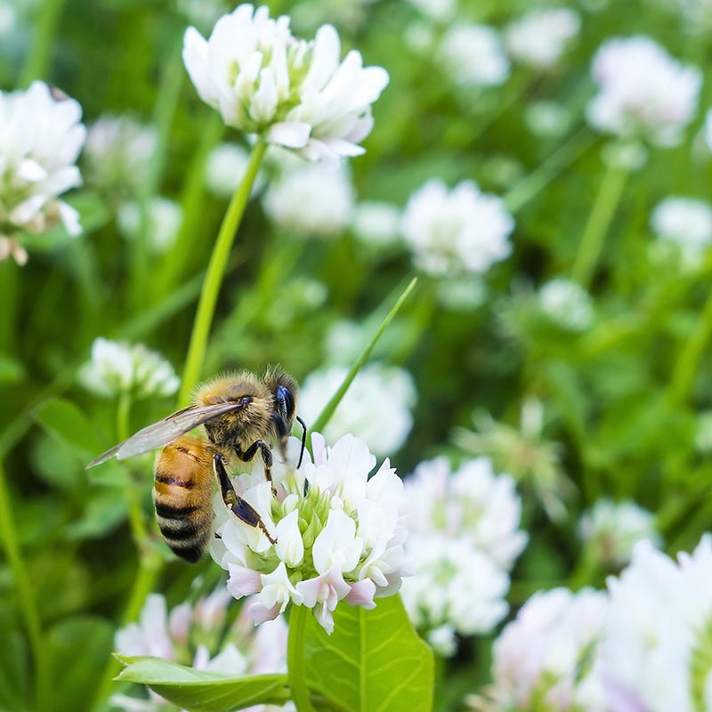 White Clover Seeds