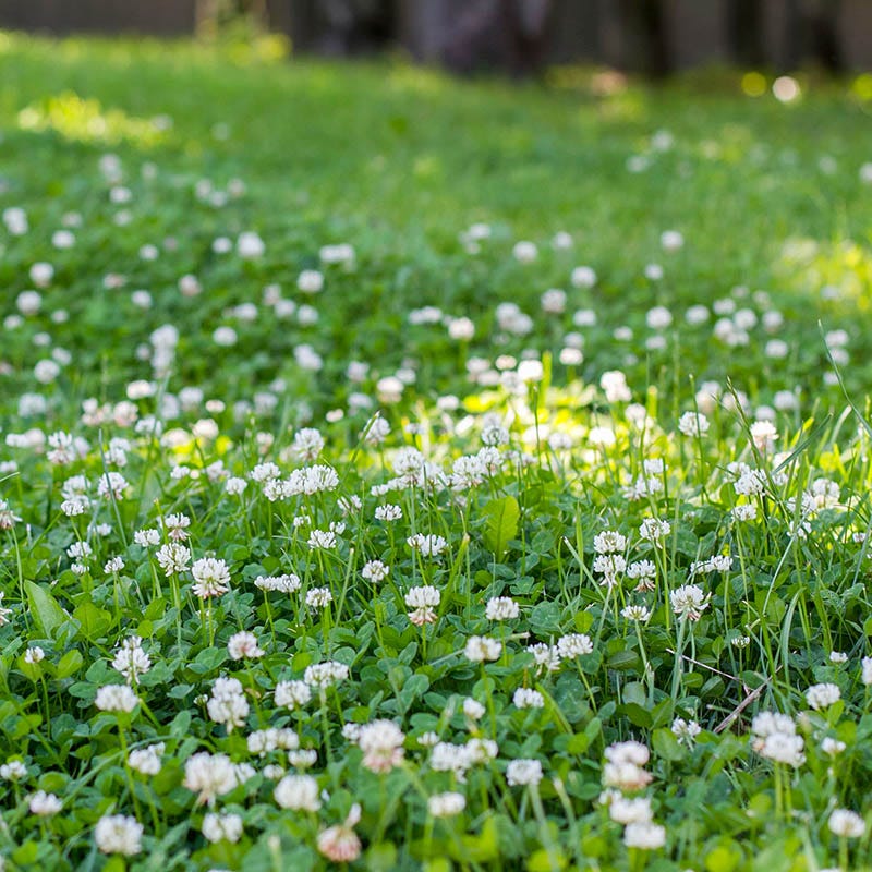 planting white clover seed 25 lb Dutch White Clover Seeds