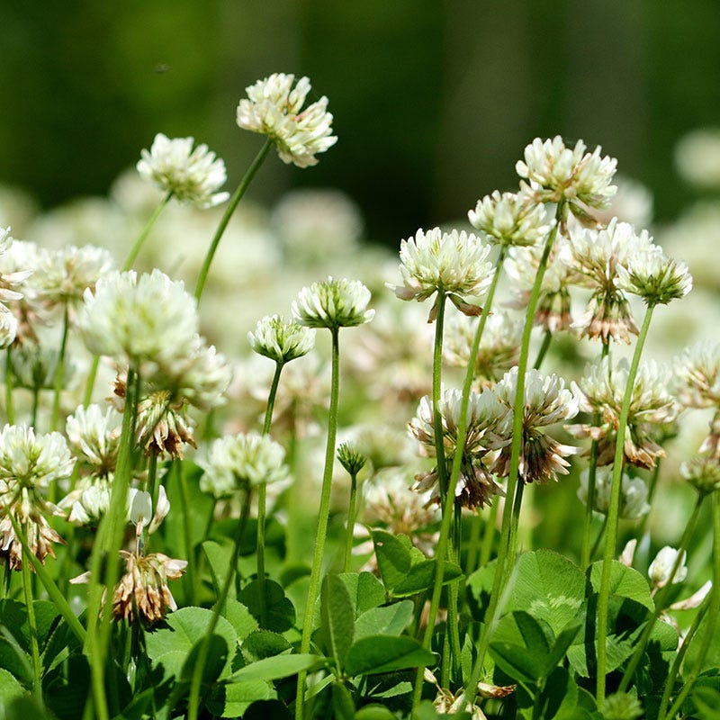 planting white clover seed 25 lb White Clover Seeds