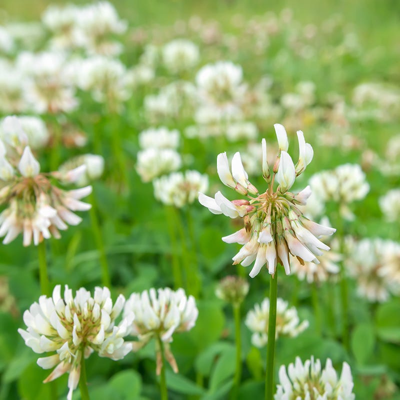 Dutch White Clover Seeds