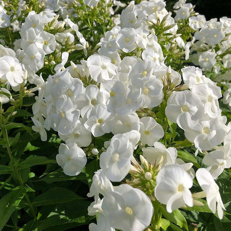 Flame® PRO White Phlox