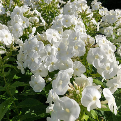 Flame® PRO White Phlox