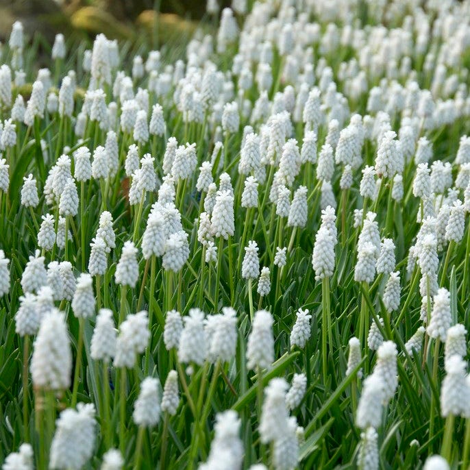 Naturalizing Nectar Low Grow Bulb Collection