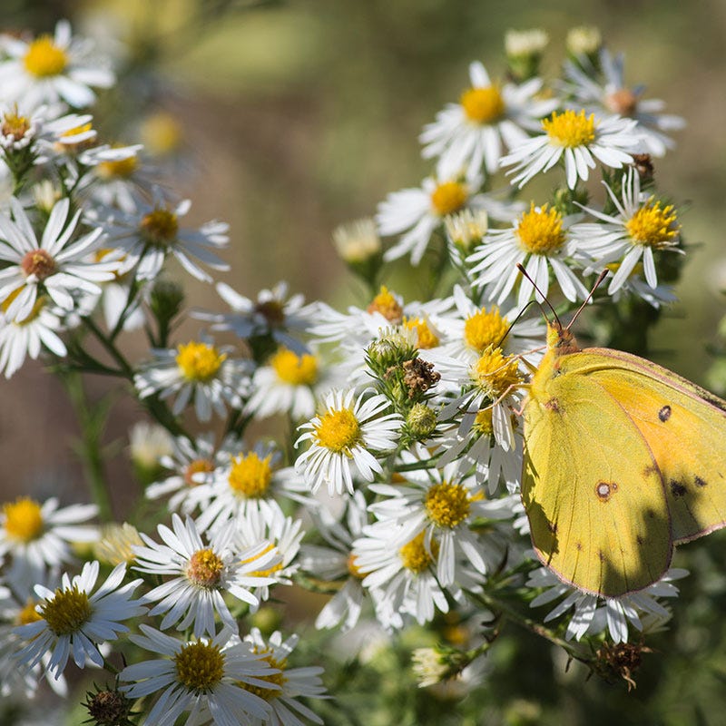 Heath Aster Seeds