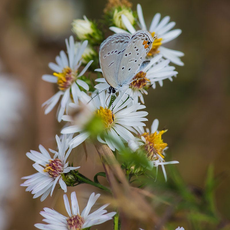 aster plant seeds Heath Aster Seeds | White