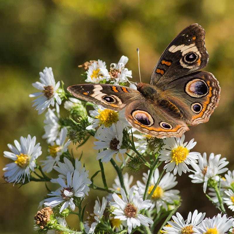 Heath Aster Seeds