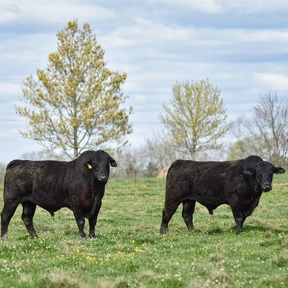 White Ladino Clover Seeds