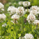 White Ladino Clover Seeds|White Ladino clover, growing in meadow