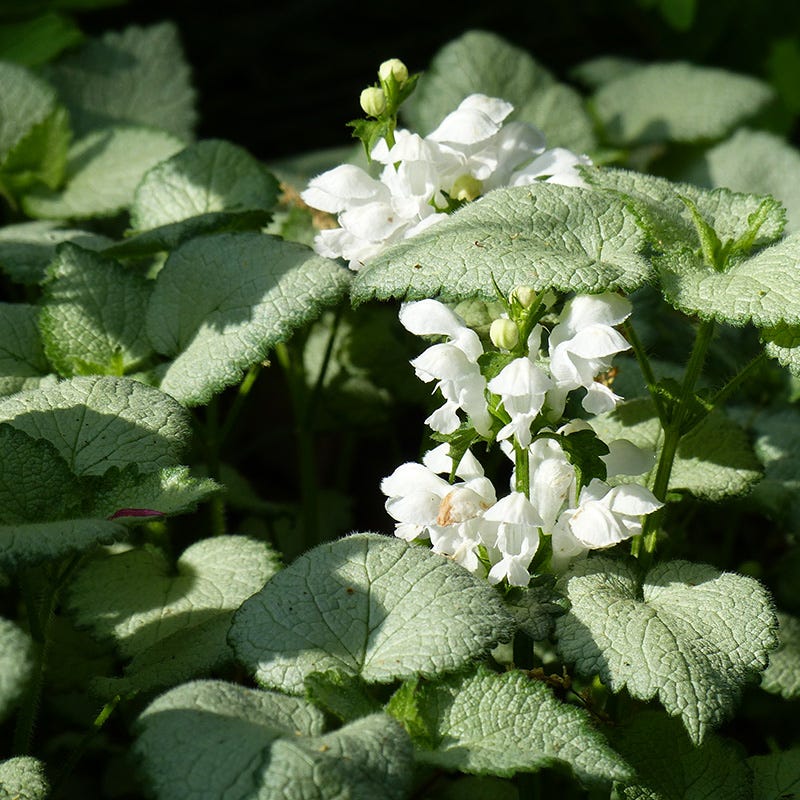 Patchwork Low Grow Lamium Collection