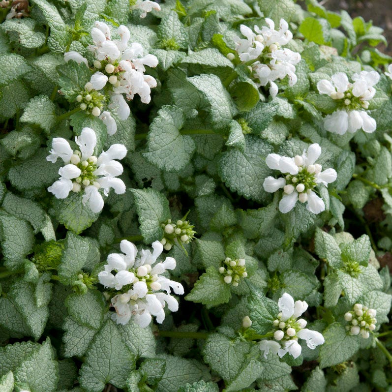 Shade Loving Pre-Planned Garden