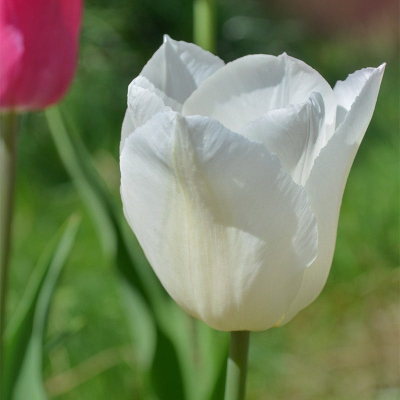 White Prince Single Early Tulip