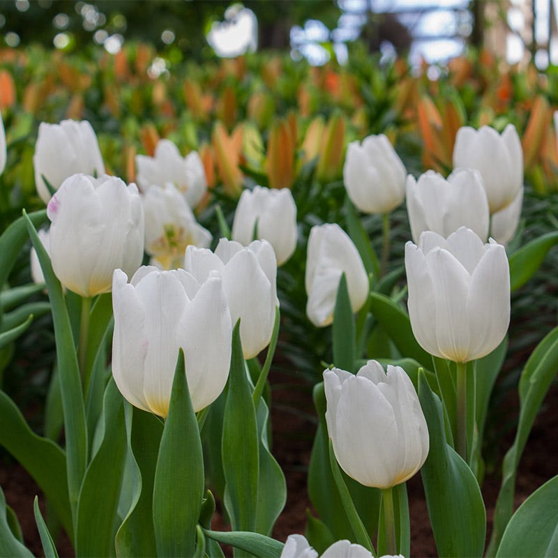 White Prince Single Early Tulip
