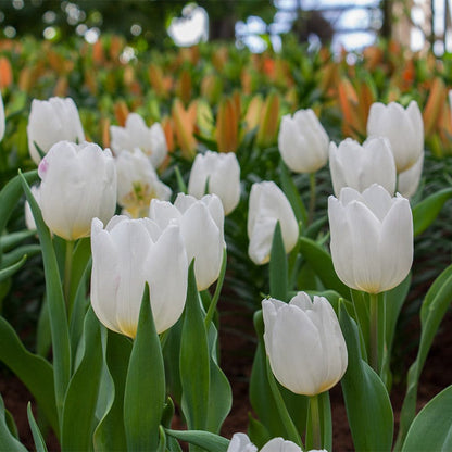 White Prince Single Early Tulip