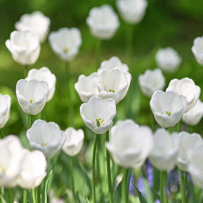 White Prince Single Early Tulip