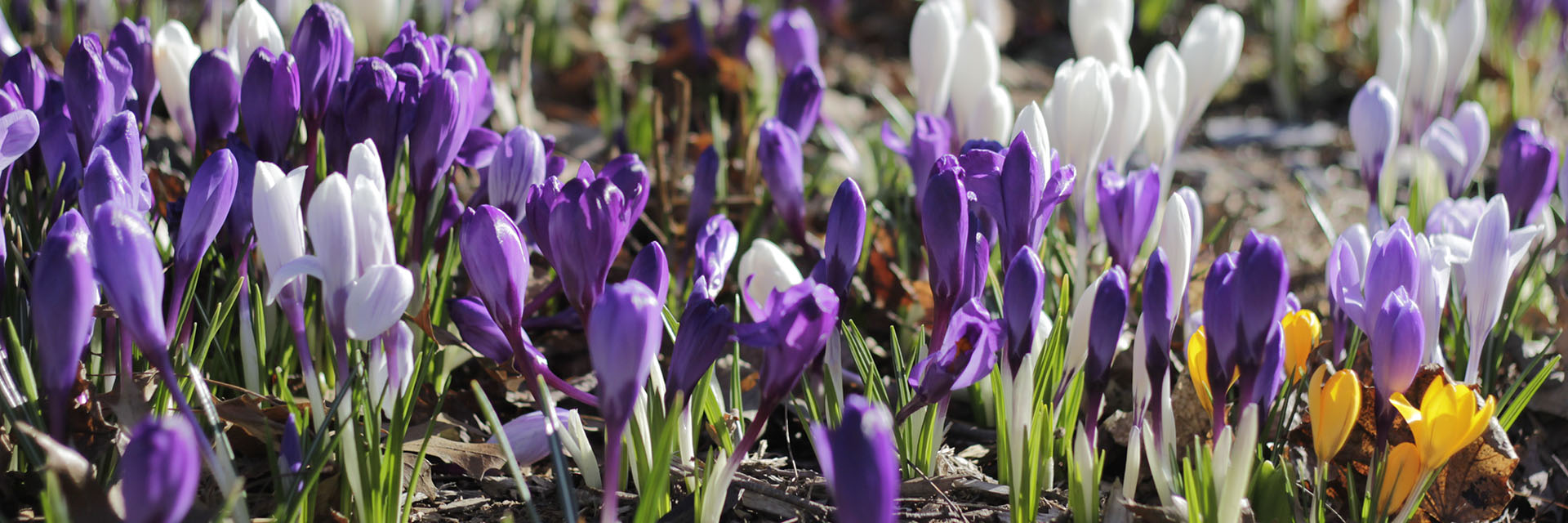 Purple, white, and yellow crocus flowers blooming in spring garden bed with green stems
