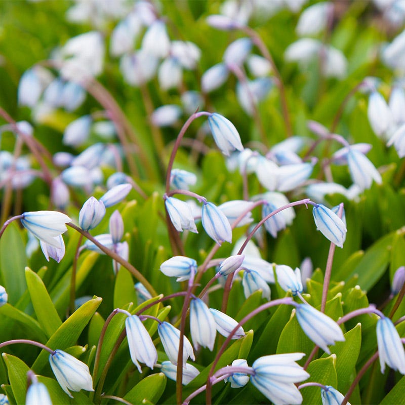 White Squill - Thumbnail 3