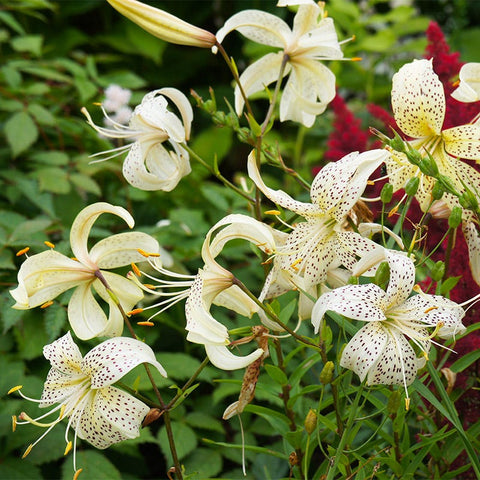 white tiger lily w101 White Tiger Lily Bulbs