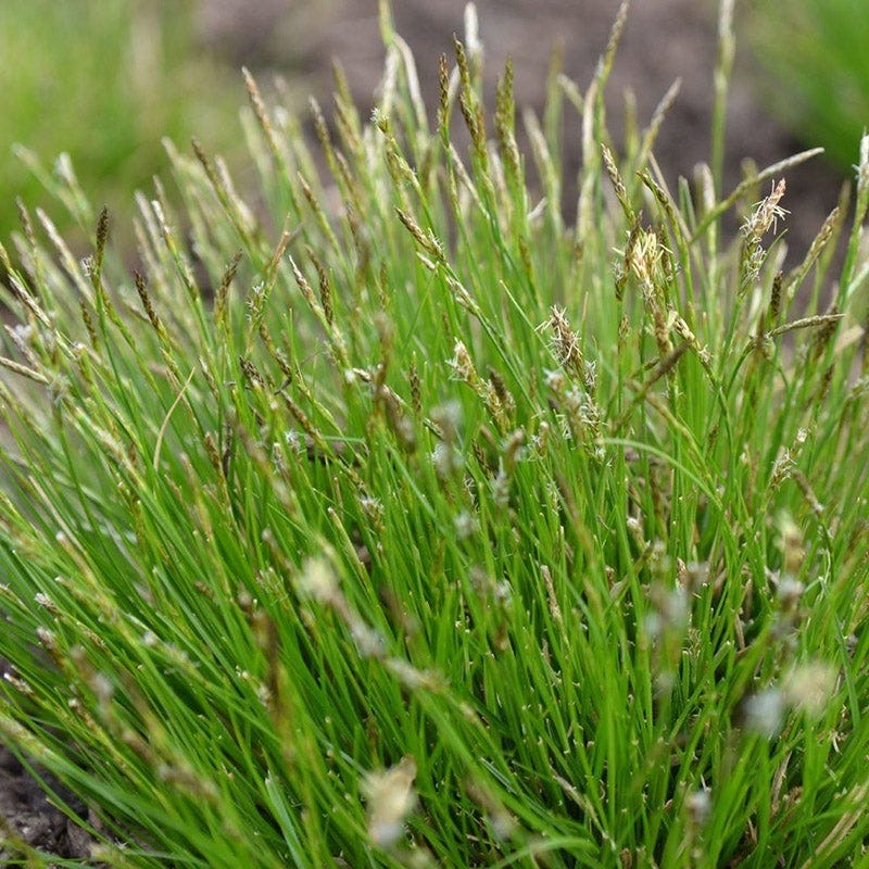 Native Shade Low Grow Plant Collection