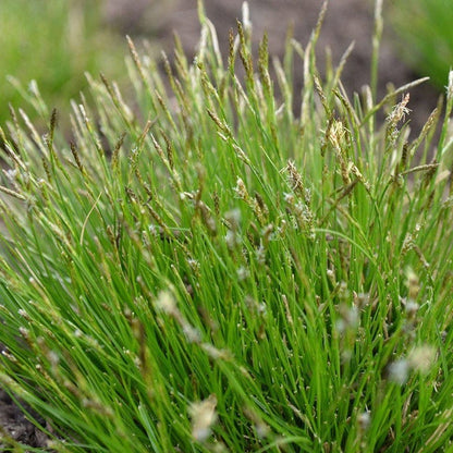 Native Shade Low Grow Plant Collection