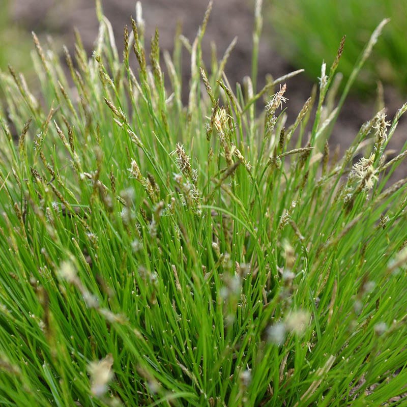 Dappled Shade Tapestry Lawn Plant Collection