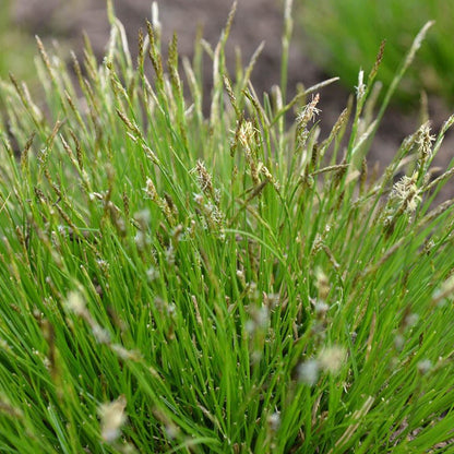 Dappled Shade Tapestry Lawn Plant Collection