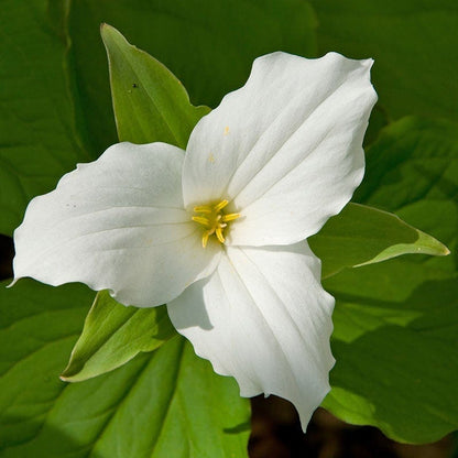 White Trillium