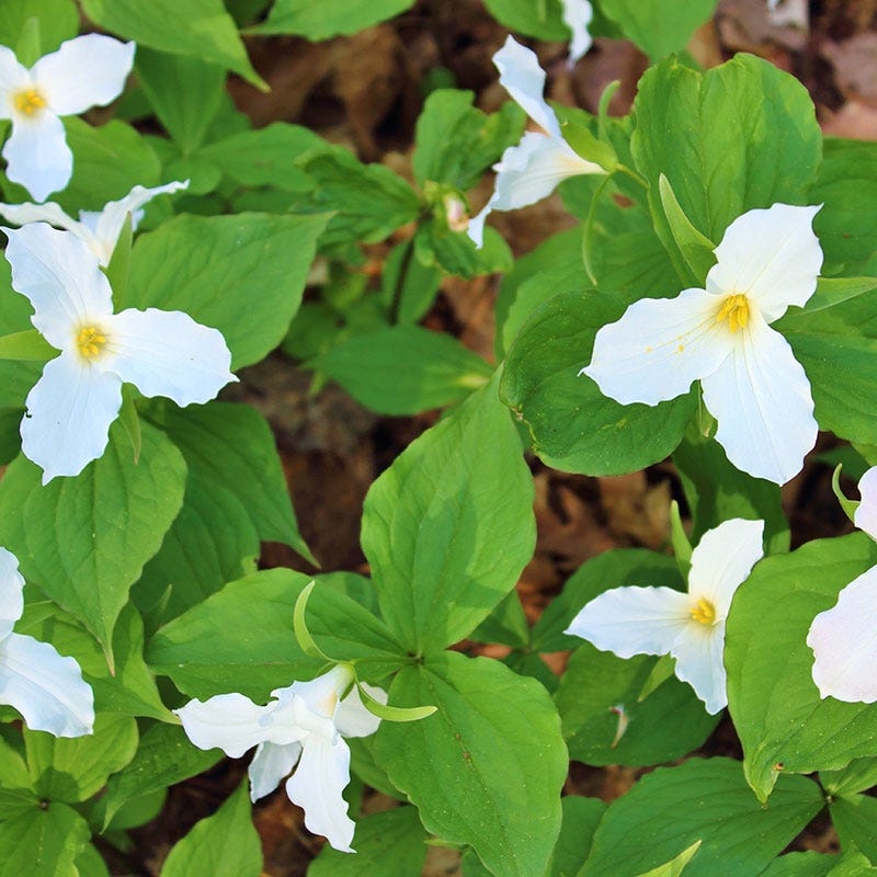 Woodland Wildflower Collection