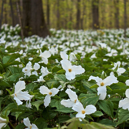White Trillium