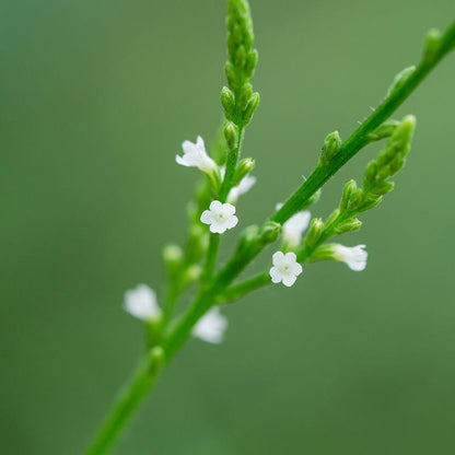 White Vervain Seeds