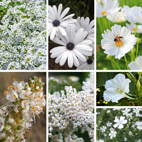 cheap flower seeds White Wildflower Seed Mix