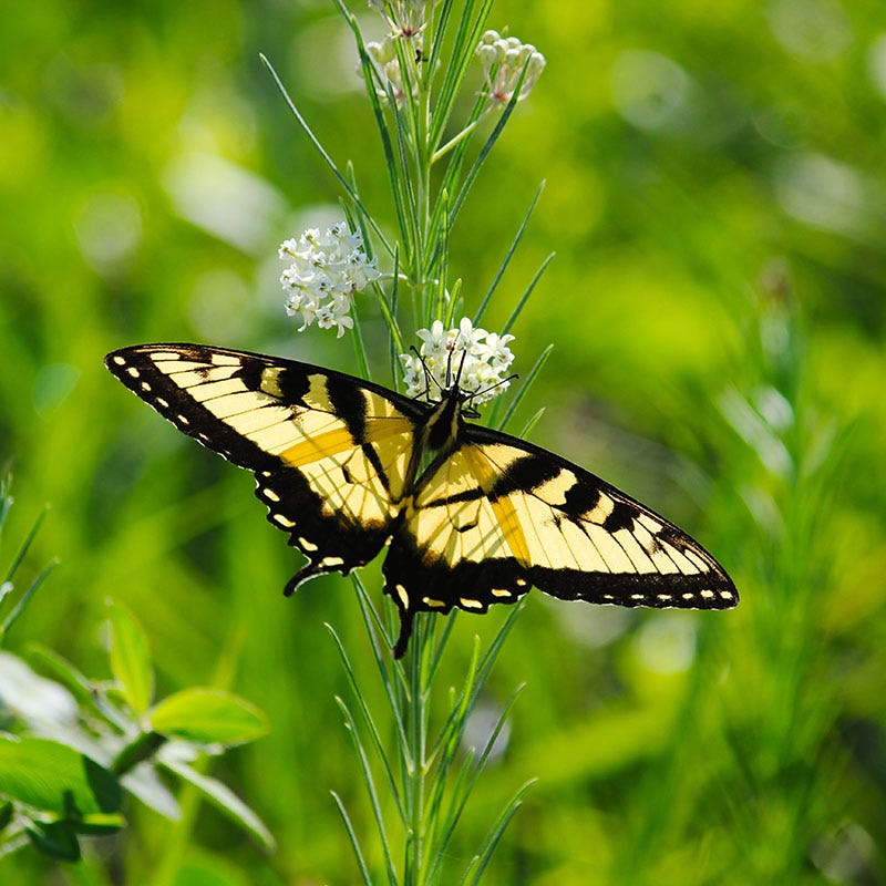 Milkweed Seed Packet Collection