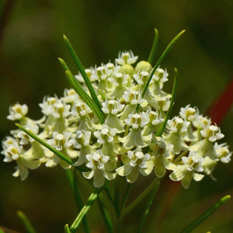 Whorled Milkweed