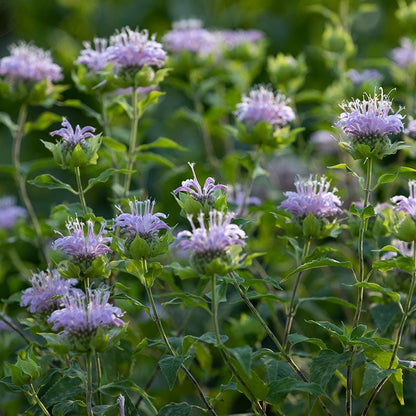 Wild Bergamot (Bee Balm)