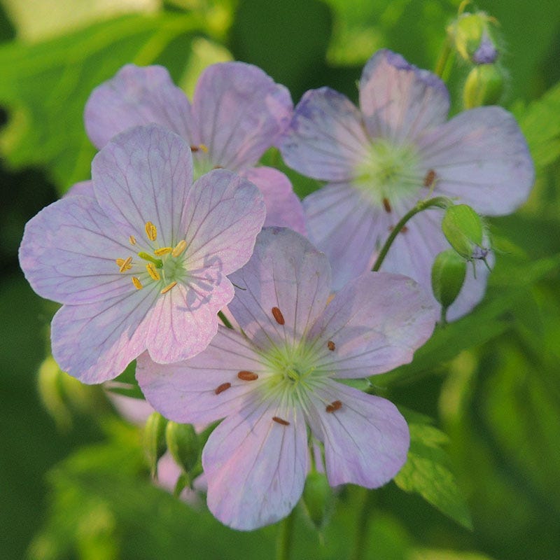 Wild Geranium