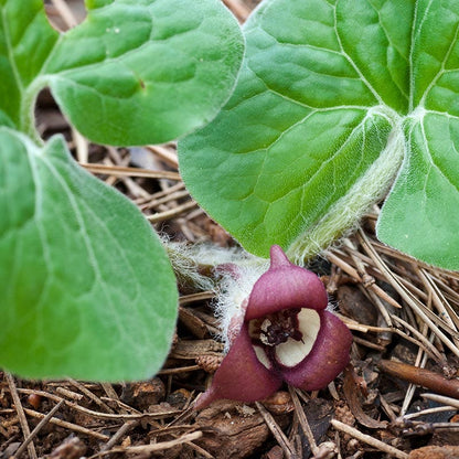 Wild Ginger