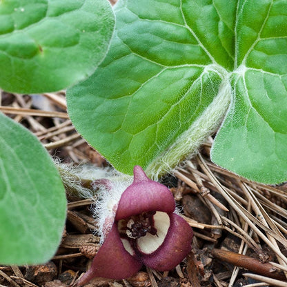 ginger seeds for planting Wild Ginger Seeds, Asarum canadense
