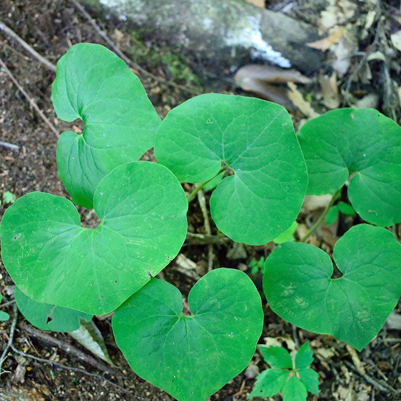 planting wild ginger seeds Wild Ginger - Plant
