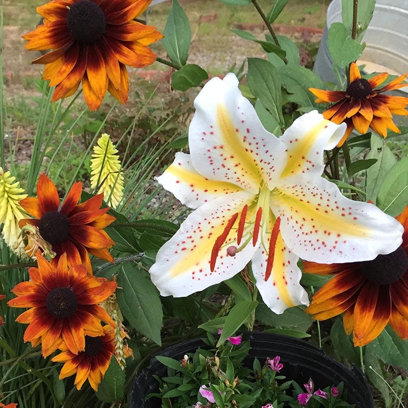 golden lily flower Wild Golden Rayed Lily of Japan Bulbs