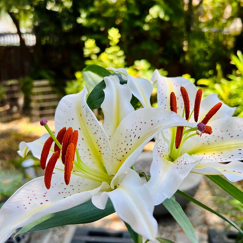 wild white lily flower Wild Golden Rayed Lily of Japan Bulbs