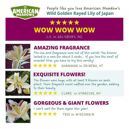 Wild Golden Rayed Lily of Japan Bulbs